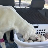 Animal Emergency Center Of The Quad Cities ico