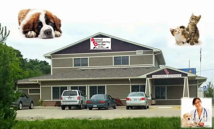 Animal Emergency Center Of The Quad Cities Picture 9