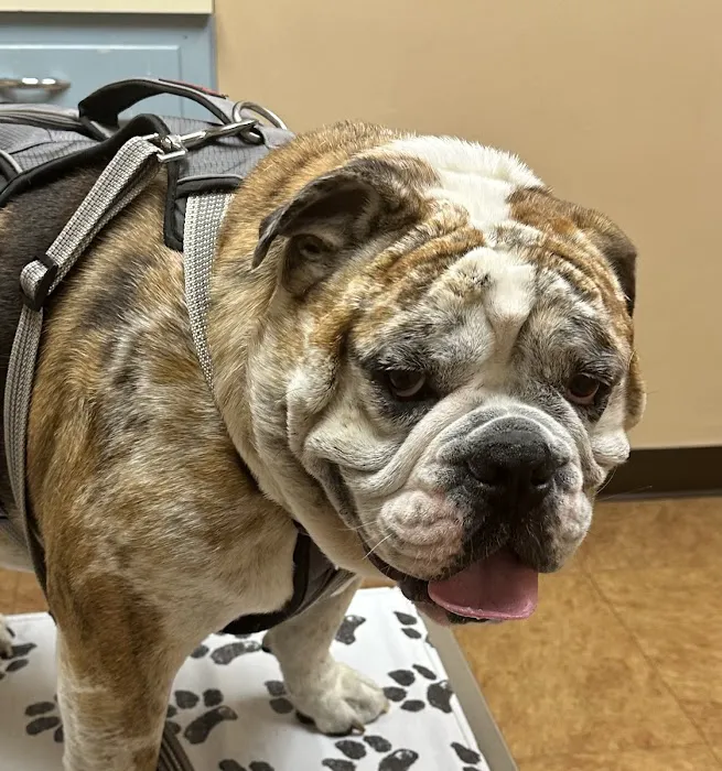 River Bend Animal Clinic PC Picture 6
