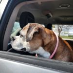 Becker Veterinary Clinic