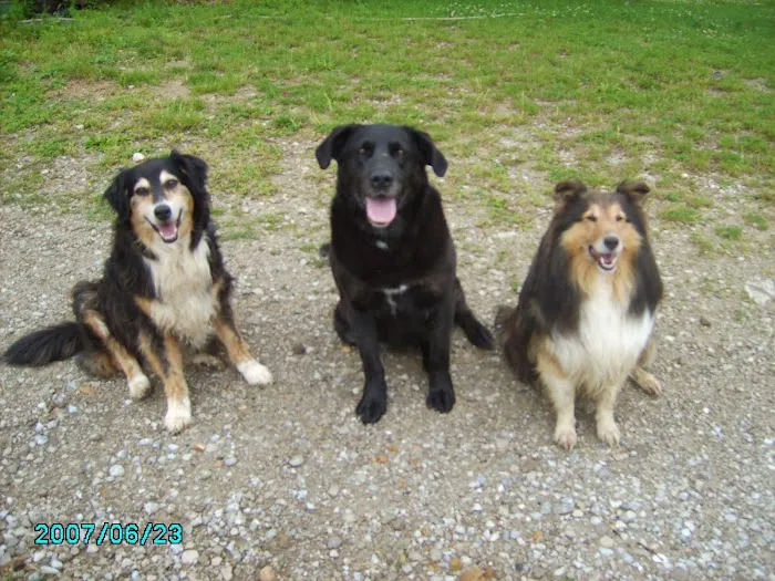 Bellevue Veterinary Clinic Picture 1