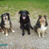 Bellevue Veterinary Clinic ico
