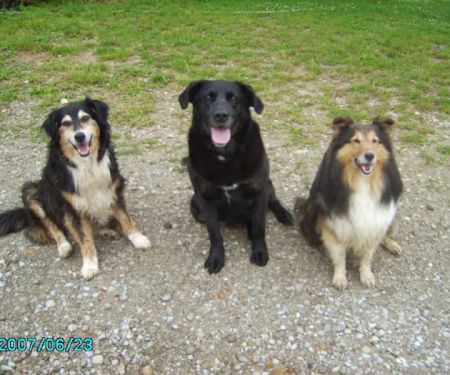Bellevue Veterinary Clinic
