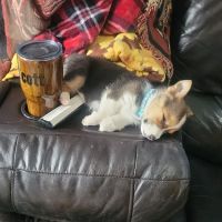 Animal Family Veterinary Care Center ico