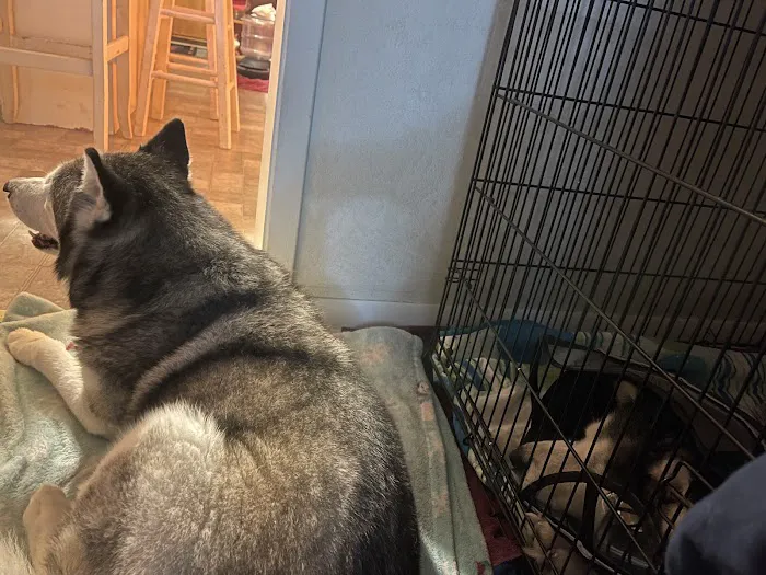 Animal Family Veterinary Care Center Picture 3