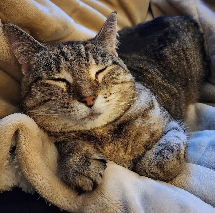 Animal Family Veterinary Care Center Picture 5