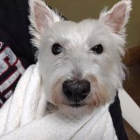 Whitehaven Veterinary Center Pets and Pigs ico