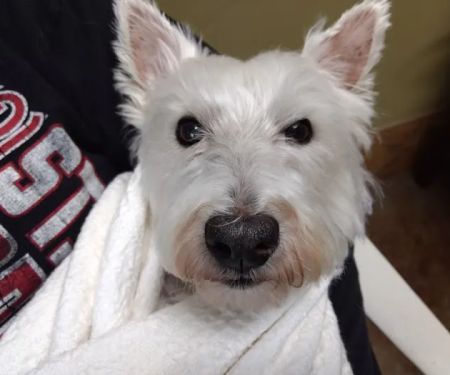 Whitehaven Veterinary Center Pets and Pigs