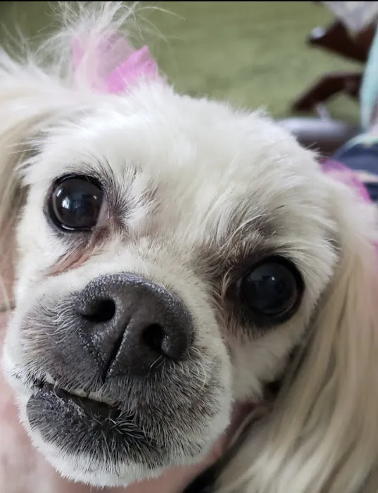 Whitehaven Veterinary Center Pets and Pigs Picture 10