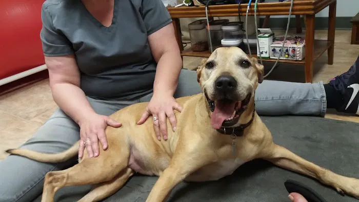 Another Way Veterinary Rehabilitation & Chiropractic Care Picture 1