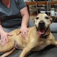 Another Way Veterinary Rehabilitation & Chiropractic Care ico