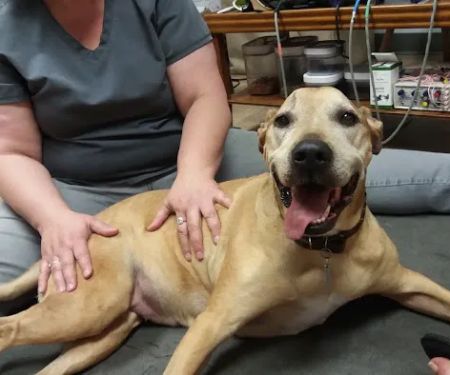 Another Way Veterinary Rehabilitation & Chiropractic Care