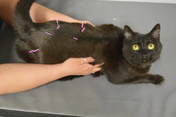 Another Way Veterinary Rehabilitation & Chiropractic Care Picture 7