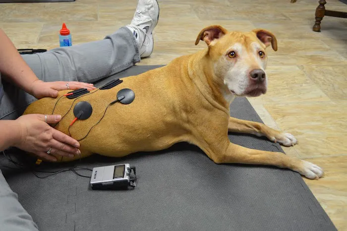 Another Way Veterinary Rehabilitation & Chiropractic Care Picture 8