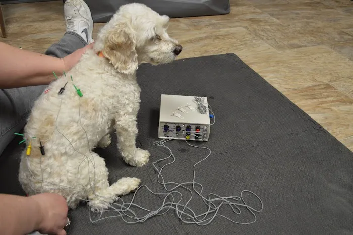 Another Way Veterinary Rehabilitation & Chiropractic Care Picture 5