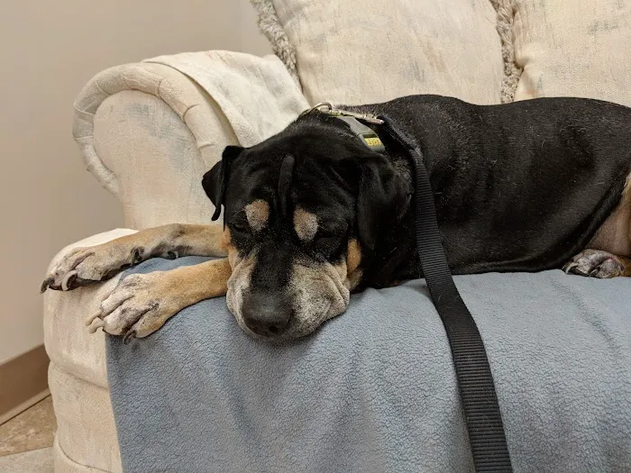 Care Animal Center Picture 2