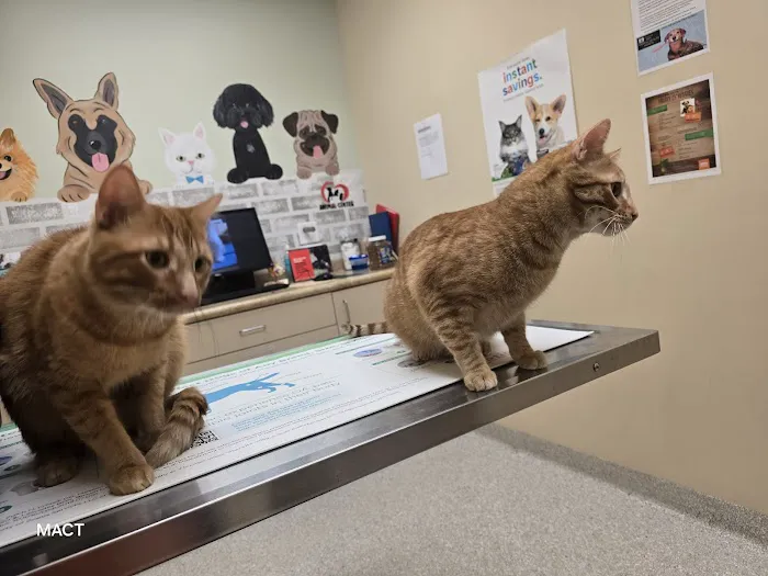 Care Animal Center Picture 3