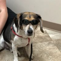 Care Animal Center ico