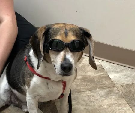 Care Animal Center