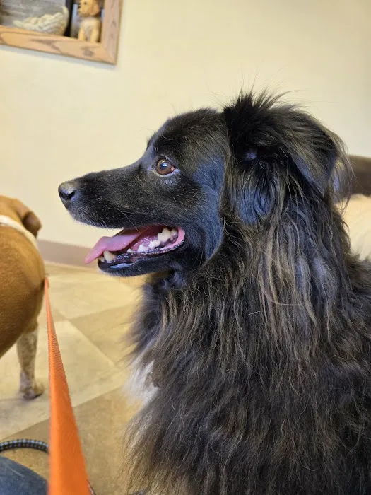 Care Animal Center Picture 6