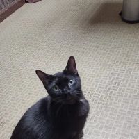New Liberty Veterinary Clinic ico