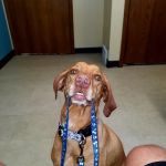 Kimberly Pines Veterinary Hospital