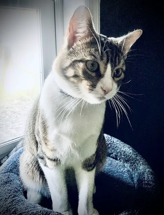 Kimberly Pines Veterinary Hospital Picture 4