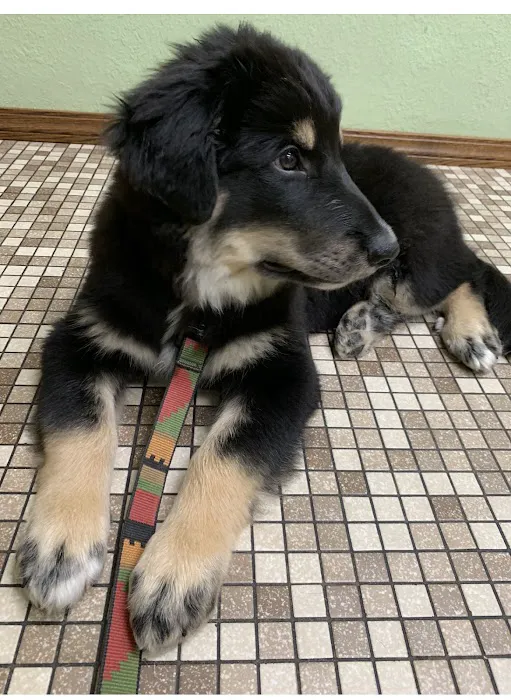 Kimberly Pines Veterinary Hospital Picture 6