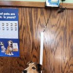 Kimberly Pines Veterinary Hospital: Buckingham Alinda DVM