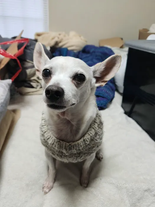 Bell Animal Hospital Picture 3