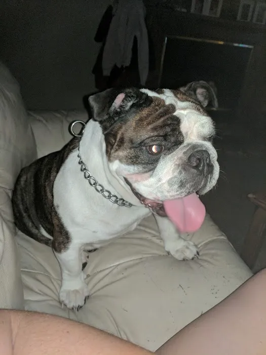 Bell Animal Hospital Picture 9