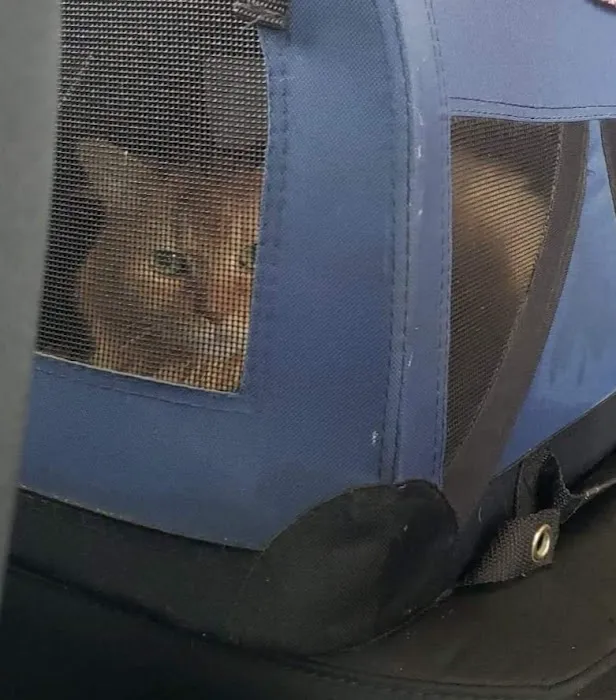 Precious Paws Veterinary Hospital Picture 4