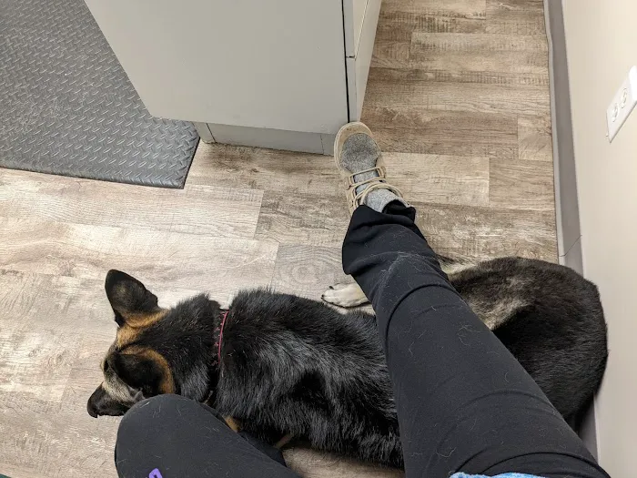 Precious Paws Veterinary Hospital Picture 3