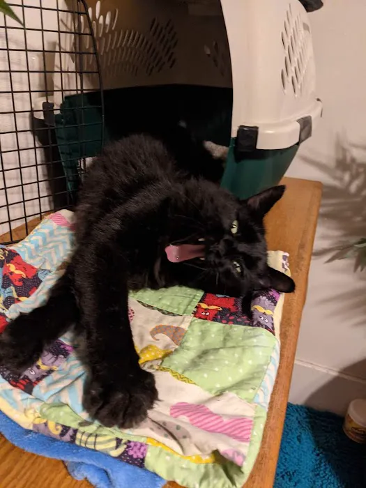 Precious Paws Veterinary Hospital Picture 5
