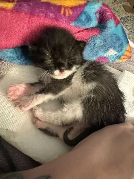 Cat Clinic of the Quad Cities Picture 2