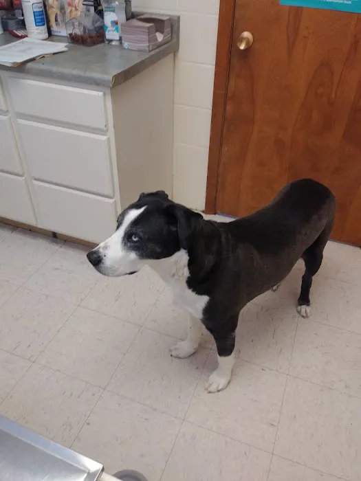 Vet Care Associates Picture 5