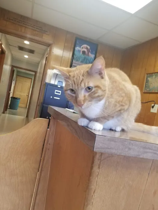 Vet Care Associates Picture 1