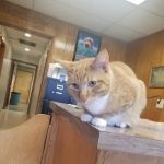 Vet Care Associates