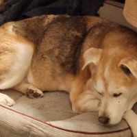Quad City Pet Care ico