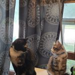 Animal welfare center