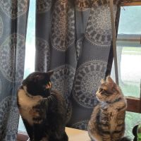 Animal welfare center ico