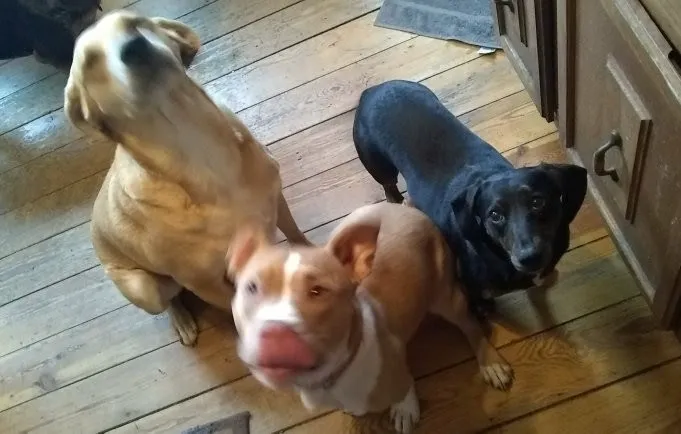 Animal welfare center Picture 5