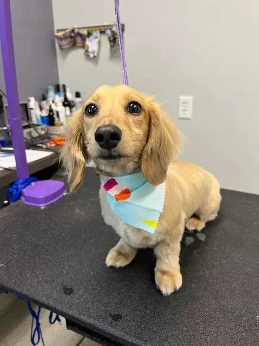 City Line Veterinary Center Picture 1