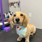City Line Veterinary Center