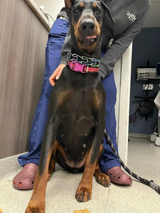 City Line Veterinary Center Picture 6
