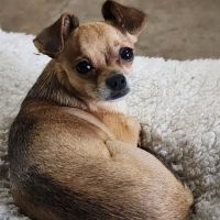 Knoxville Veterinary Service ico