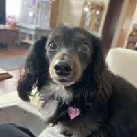 Ulm Veterinary Clinic ico