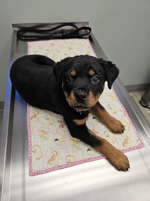 Animal Medical Center Picture 3