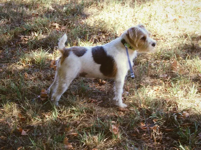 Animal Medical Center Picture 5