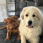 Knox Pet Clinic